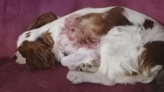 V obci Gregorova Vieska niekto pravdepodobne len tak strieľa po psoch