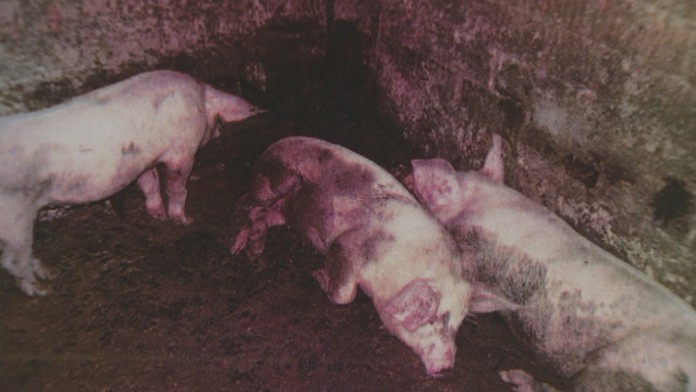 Prasce chované na jednej z ulíc v Senci.