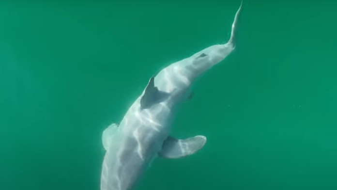 VIDEO: Vedci prvýkrát nakrútili mláďa jedného z najobávanejších žralokov. Prekvapilo ich, ako vyzerá