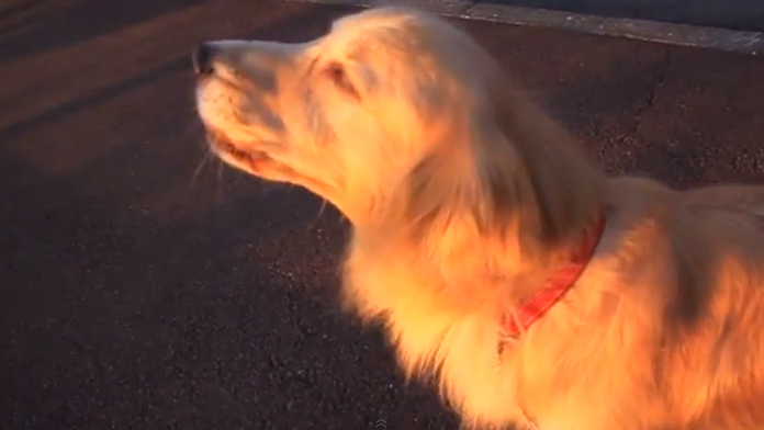 Podarený zlatý retriever