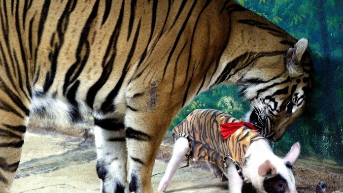 Žena odhŕňa sneh z auta počas sneženia v Bratislave.