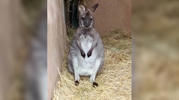 Hľadaný klokan Skip