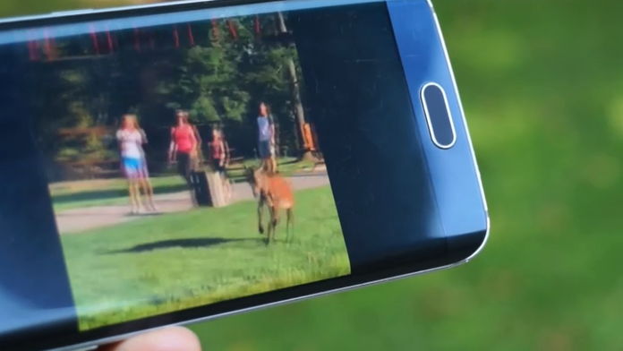 Zviera si nakrútili na mobil.