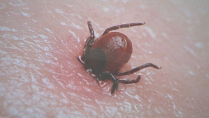 Z finálového zápasu Slovensko - Fínsko.