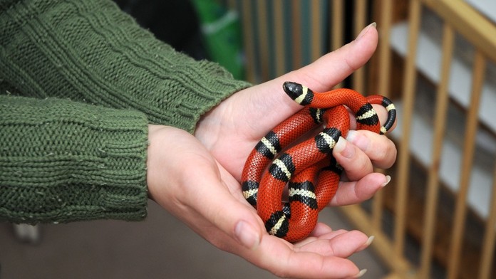 Ľudí v Česku šokoval exotický had. Zamestnankyňa kultúrneho domu ho chytila na čokoládu
