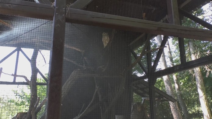 Výr si užíva sprchu.