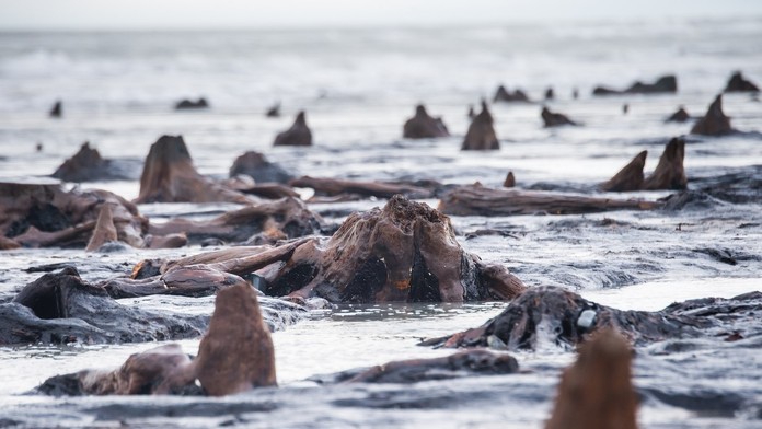 5-tisíc rokov starý les