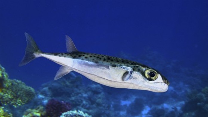 Jadranom sa šíri nebezpečná ryba. Ohrozuje zdravie ľudí i ekosystém