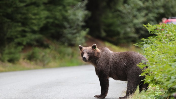 Pri Banskej Bystrici vbehol na cestu medveď. Narazilo doňho viacero áut, zraneniam podľahol