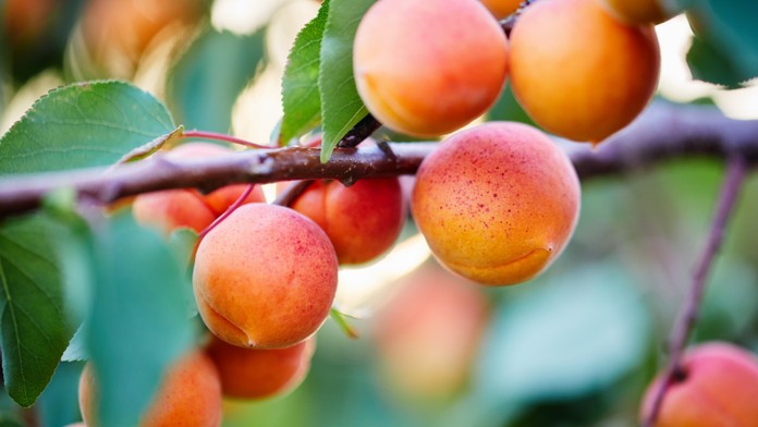 PREHĽAD: Samozber marhúľ sa pomaly rozbieha. Zisťovali sme, koľko vás vyjde kilogram