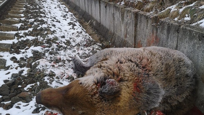 Srdcervúce foto. Vlak v Turčeku zrazil medveďa hnedého