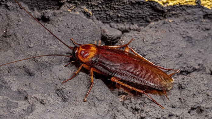 Turistický raj trápi invázia zmutovaných švábov. Môžu prenášať mnohé baktérie a patogény