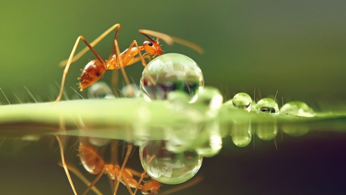 Mravec dokáže preniesť aj kvapku vody.