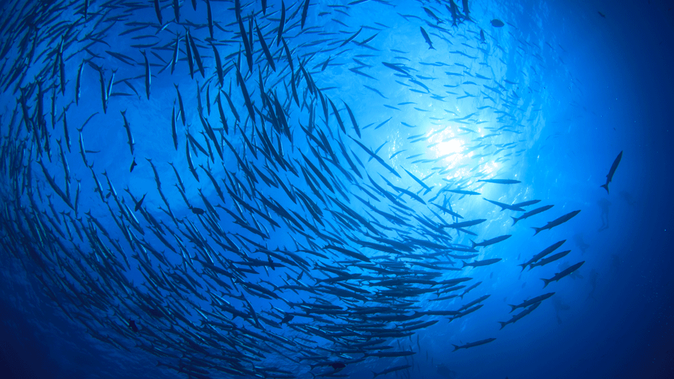 Mapa bezpecnych statov_tvnoviny.mp4