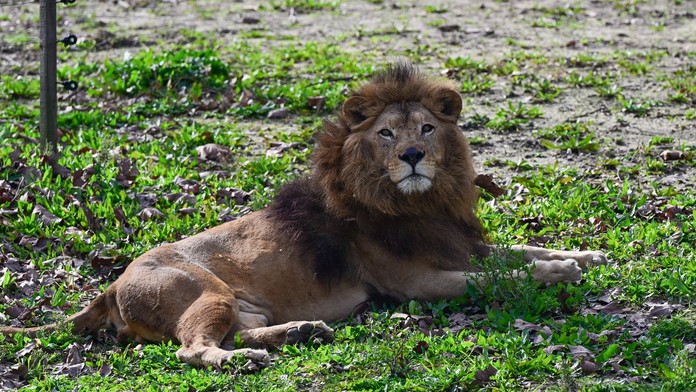 Lev - ilustračná snímka