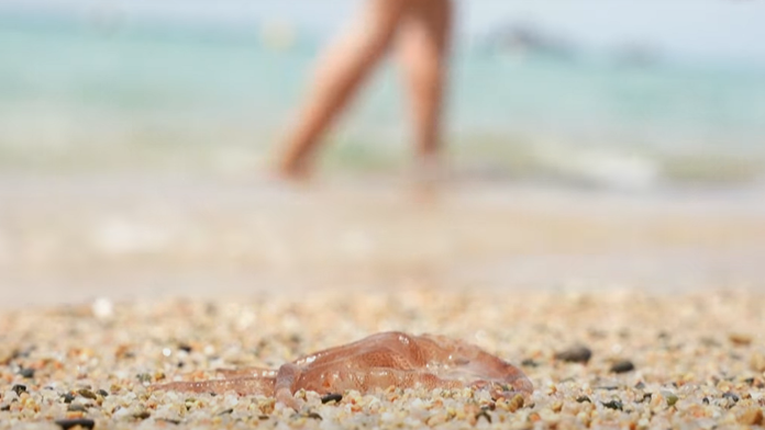 Obľúbený dovolenkový ostrov zaplavili medúzy. Ich popŕhlenie je veľmi bolestivé