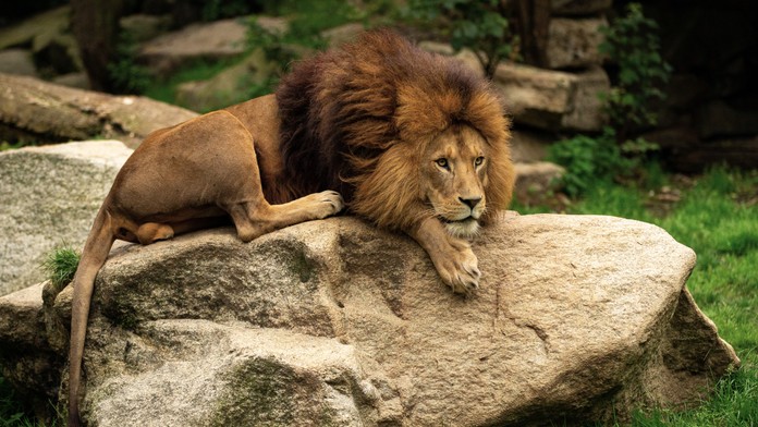 Lev v zoo. Ilustračná snímka. 