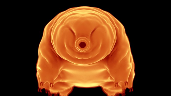 Nezničiteľný tvor je ešte odolnejší, ako sme si mysleli. Vedci uňho objavili ďalšiu superschopnosť