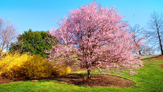 Rozkvitnuté stromy v apríli