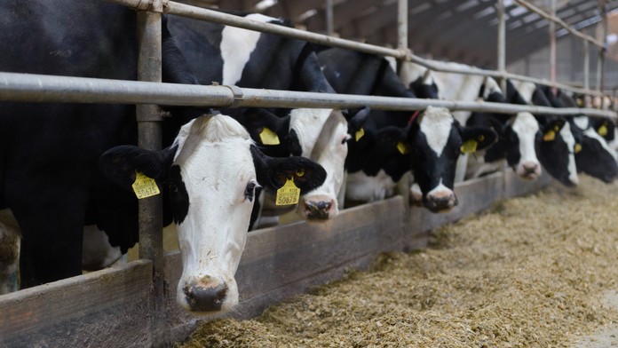 Podozrenie na ďalšie ohnisko slintačky a krívačky. Farma sa nachádza len pár kilometrov od našich hraníc
