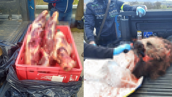 Na snímke je nelegále ulovená medvedica