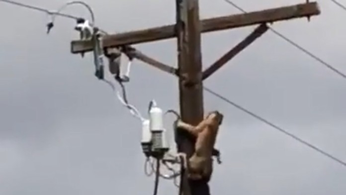 Rys a puma bojujú o teritórium na elektrickom stĺpe.