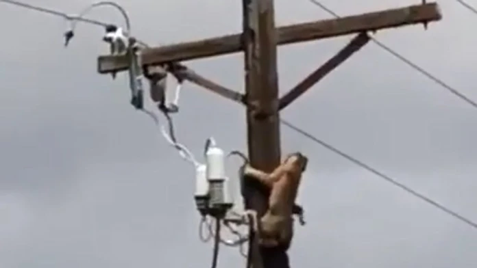 Rys a puma bojujú o teritórium na elektrickom stĺpe.