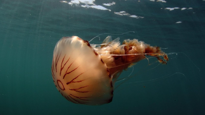 Pobrežie chorvátskeho ostrova zaplavili medúzy. Tento druh spôsobuje bolestivé popáleniny