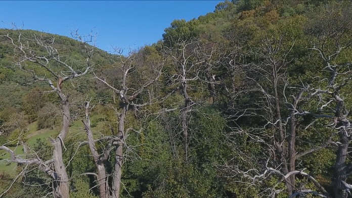 Jedlé gaštany postihla rakovina