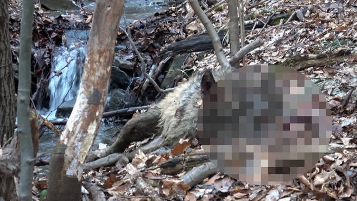 Zľava Mitchell Marner, Zach Hyman a Ron Hainsey z Toronta oslavujú gól proti Philadelphii.