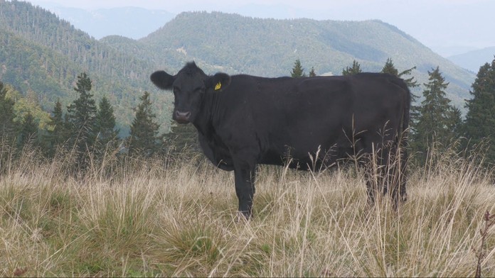 Slintačka a krívačka na Slovensku
