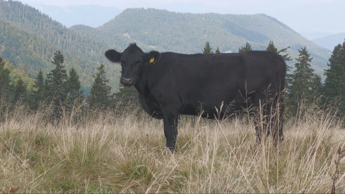 Slintačka a krívačka na Slovensku