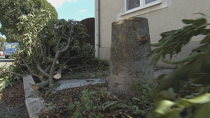 Dielo falošných pilčíkov.