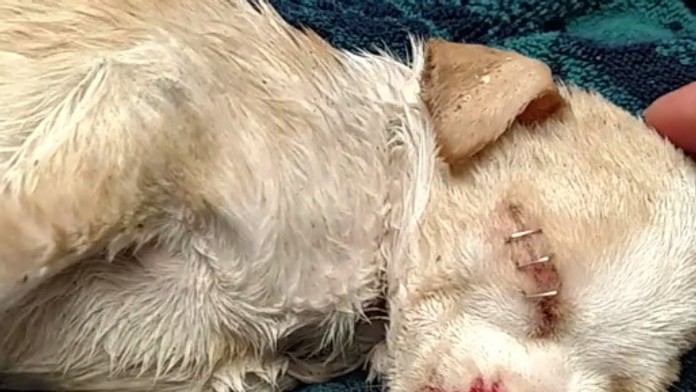 Video trpiaceho šteniatka láme srdce. Niekto ho vyhodil do koša