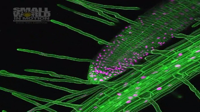 1_mindak_bitkar_tvnoviny.mp4