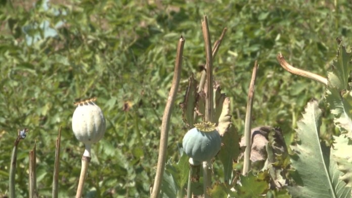 Zlodej zo záhrady ukradol iba veľké makovice.