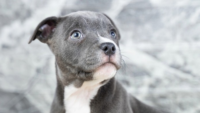 Šteniatko. Ilustračná snímka. 