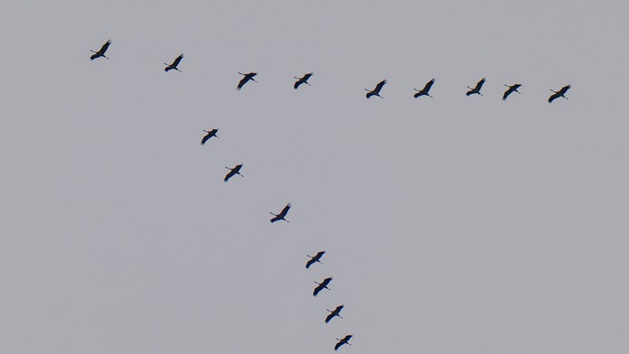 Nové zistenia o vtáčej chrípke v Šúrovciach. Zdrojom nákazy mohli byť voľne žijúce vtáky