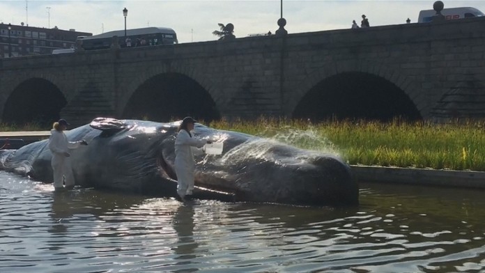 Veľryba uprostred Madridu