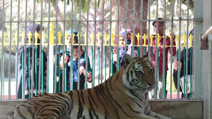 Z papule šelmy trčala topánka. Zoo v Pakistane zavreli po náleze roztrhaného tela v tigrom výbehu
