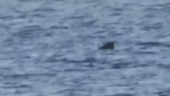 VIDEO: Zdesenie na chorvátskom vyhľadávanom ostrove. Objavil sa tam obrovský žralok