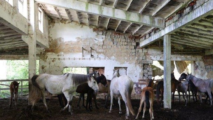 Nemali pravidelný prístup ku krmivu ani vode. Senior pri Leviciach choval 20 koní v katastrofálnych podmienkach