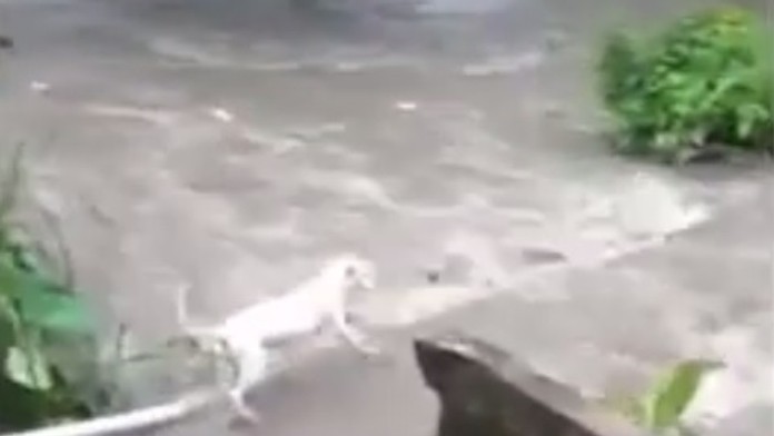 Robert Lewandowski z Bayernu Mníchov oslavuje gól v LM na pôde Crvenej zvezdy.