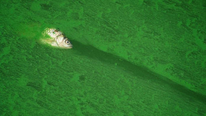 Premnožené sinice.