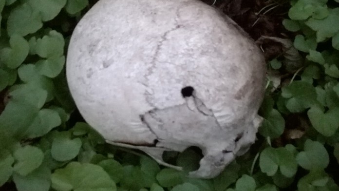 Lebka sa nachádzala asi desať metrov od cesty.