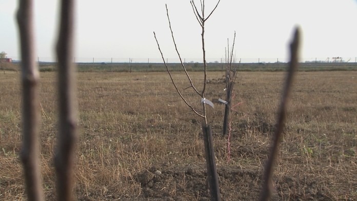 Ovocný sad pre rodiny však skôr pripomína džungľu
