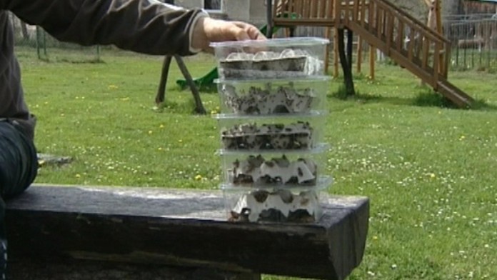 19 Male vynosne zvieratka.transferweb_jpg_bez_watermarku_1.jpg