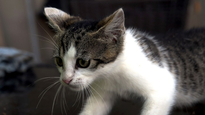 Mačka sa dva mesiace živila mŕtvym majiteľom