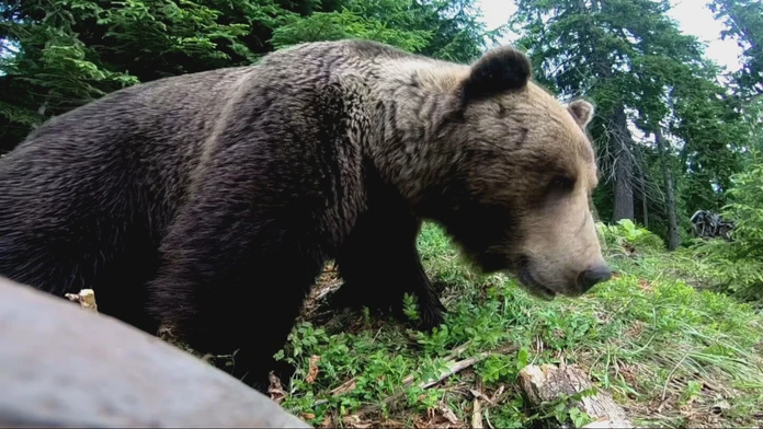 Medveď