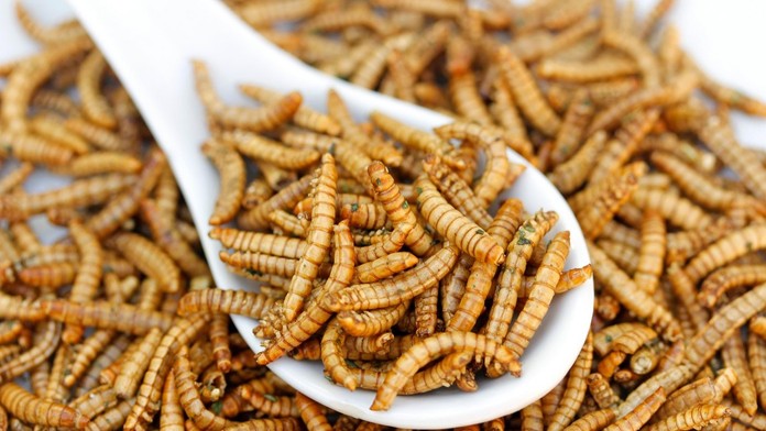 Tenebrio molitor, múčiar obyčajný